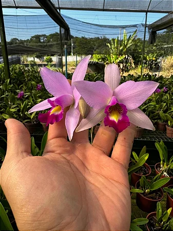 Laelia Anceps 4 - 3 Brotacoes