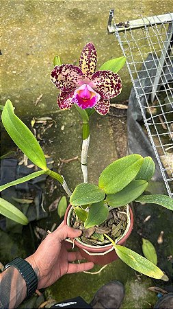 Blc. Durigan Gemini 1 - Florida (Otima Flor)