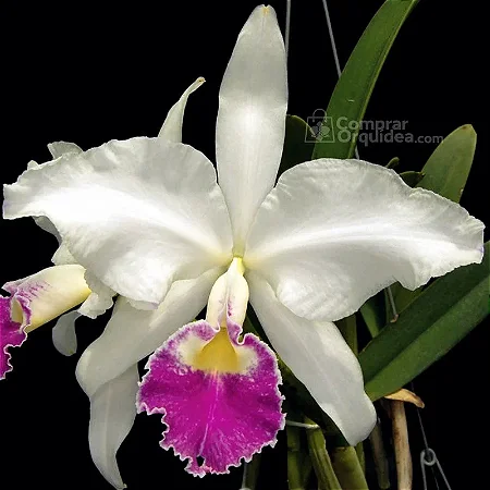 Cattleya Gigas Semi Alba Atropurpurea xself 1 - Espata floral (sementeira)