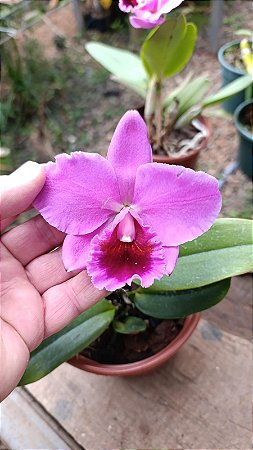 Cattleya (Aloha Case 'Ching Hua' x Percivaliana 'Carla Porto') 3 - Brotacao (Sementeira)