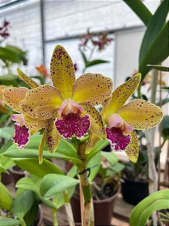 Blc. Durigan Phoenix 2 - Espata (Vegetal Recuperado)