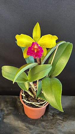 Blc. (Schilleriana x Chunyeah 17) - Florida