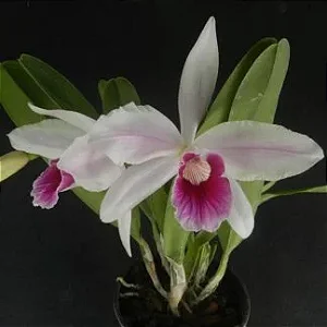 Laelia Purpurata Vinicolor Striata Flamea x self 1 - 2 Espatas com Botoes