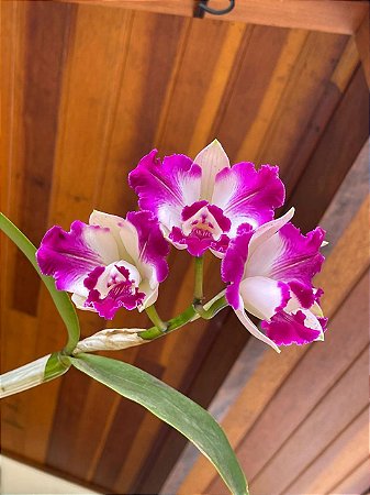 Cattleya Interglossa Flamea 2 - 2 Espatas