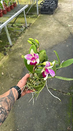 Cattleya Violacea Semi Alba Striata 1 - Florida + Frente com Botao (Vaso de Barro)