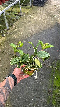 Cattleya Violacea Semi Alba Striata 2 - 2 Frentes com Botao (Vaso de Barro)
