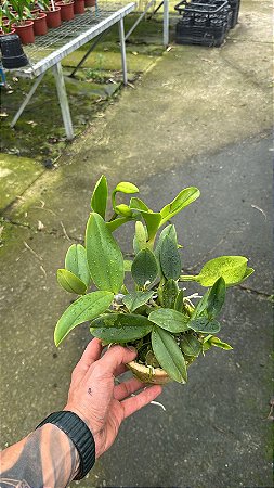Cattleya Violacea Semi Alba Striata 3 - Frente com Botao + Espata Floral (Vaso de Barro)