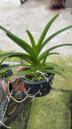Vanda 15 - Vaso Cheio