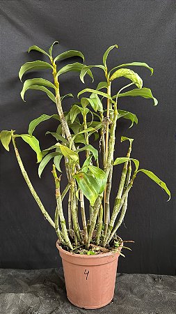 Dendrobium (Densiflorum x Mousmee) 4 - Haste Floral (Vaso Antigo - Sensivel)