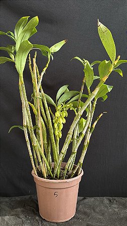 Dendrobium (Densiflorum x Mousmee) 5 - Haste Floral (Vaso Antigo - Sensivel)
