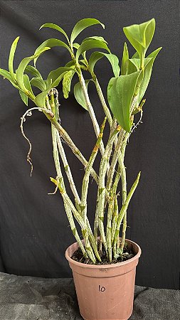 Dendrobium (Densiflorum x Mousmee) 10 - Haste Floral (Vaso Antigo - Sensivel)