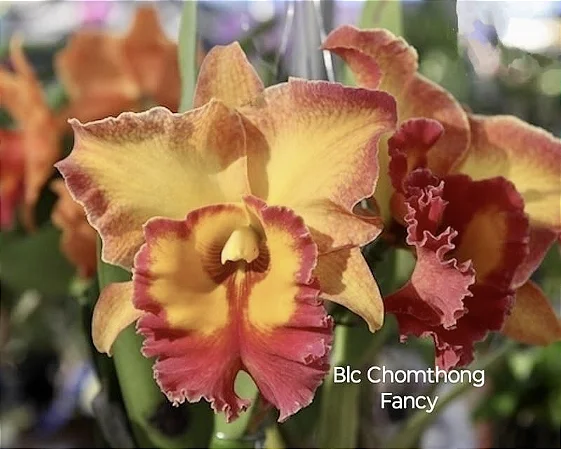 Blc. Chomthong Fancy 3 - 2 Espatas