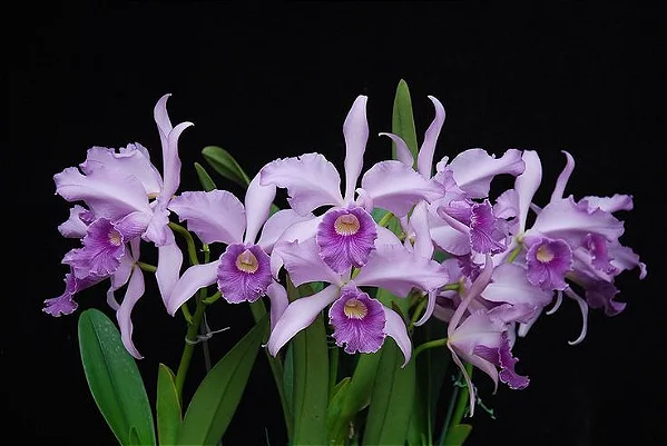 Cattleya Canhamiana Coerulea 3 - Vaso cheio + 2 brotacoes