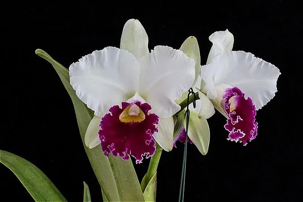 Blc. Melody Fair 'Carol' - Vaso Cheio + 3 Brotacoes