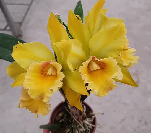 Blc. Suzuki's Golden Stripes 'Creme' 2 - Espata + Brotacao