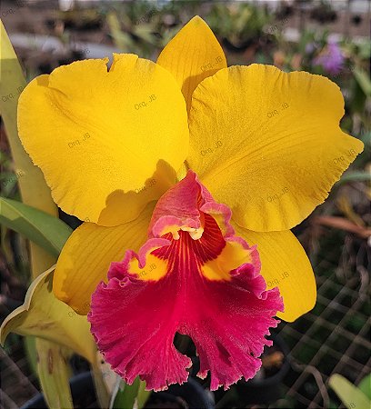 Blc. Chunyeah 17 4 - 3 Brotacoes + Vaso Cheio