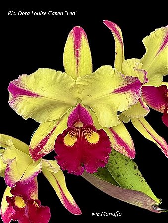 Blc. Dora Louise Capen 3 - Espata Floral + Brotacao