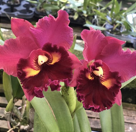 Blc. Suzuki's Colossus 'Red' - 2 Espatas