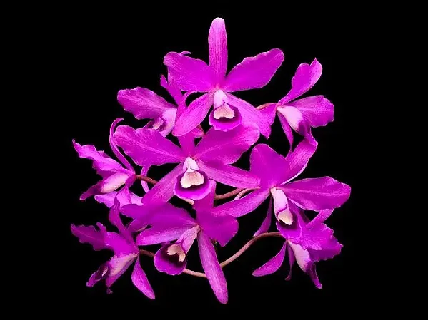 Cattleya Bowringiana Rubra 4 - 2 Brotacoes