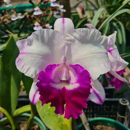 Blc. Chief Journey 'First Choice' 1 - Espata com Botao