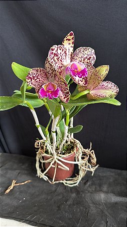 Blc. Durigan Gemini 3 -Florida + Botoes + Vaso Cheio