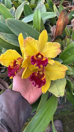 Blc. (Tajima's Satisfaction x Andean Treasure) 2 - 2 Espatas (Botoes) (Amarela Flameada) Foto Ilustrativa