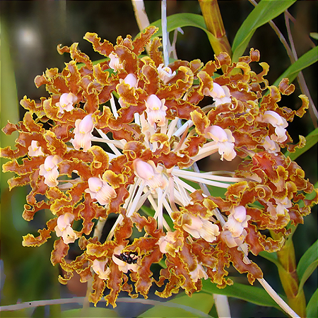 Schomburgkia Gloriosa Crispa - Tamanho 3