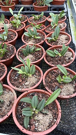 Grandiphyllum Harrisonianum - Tamanho 3