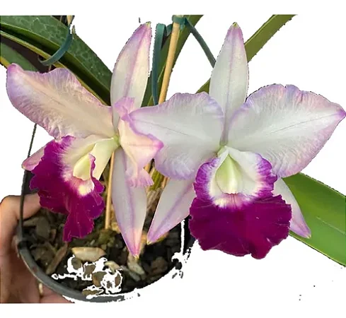 Blc. Memória Robert Strait "Hawaii" - Adulta
