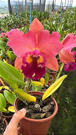 Blc. (Rodrigo Suzuki X Yoshico Suzuki) Orange Glow - Adulta