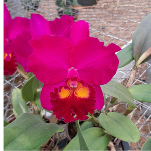 Lc. Bonim "Suzuki" - Adulta (Limitada)