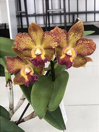 Blc. (Waianae Leopard X Hawaiian Galaxy) - Adulta