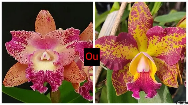 Blc. (Waianae Leopard X Hawaiian Galaxy) - Adulta