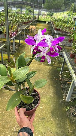 Cattleya Violacea Semi Alba Striata Flamea - Cacho de Flores