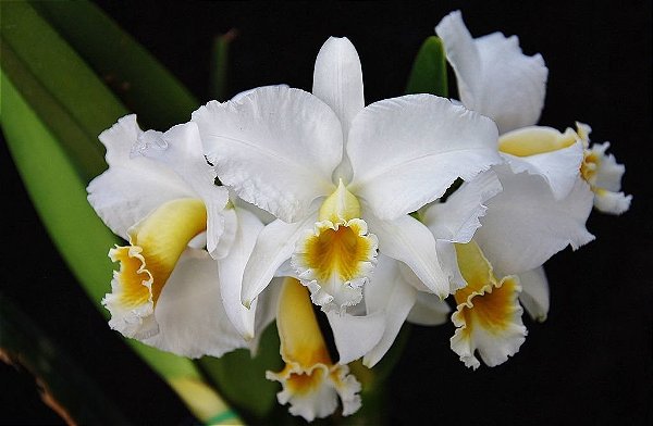 Cattleya Percivaliana Alba - Muitas Brotacoes (Quase Certeza)
