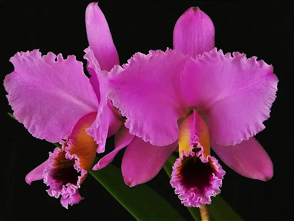 Cattleya Percivaliana Thiago - 4 Brotacoes