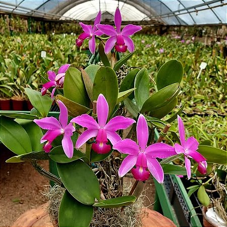 Cattleya Violacea Tipo Flamea 2 - 3 Brotacoes