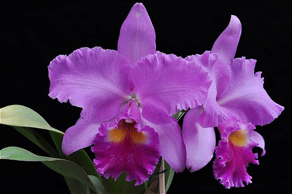 Blc. Turandot Araraquara 3 - 4 Brotacoes