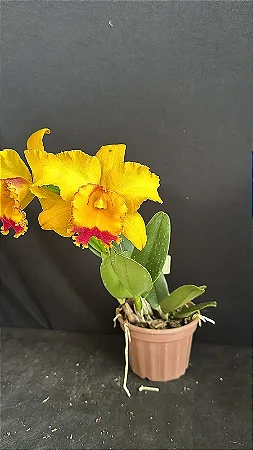 Blc. (Tajima's Satisfaction x Andean Treasure) 4 - 2 Frentes com Botoes (Novidade)