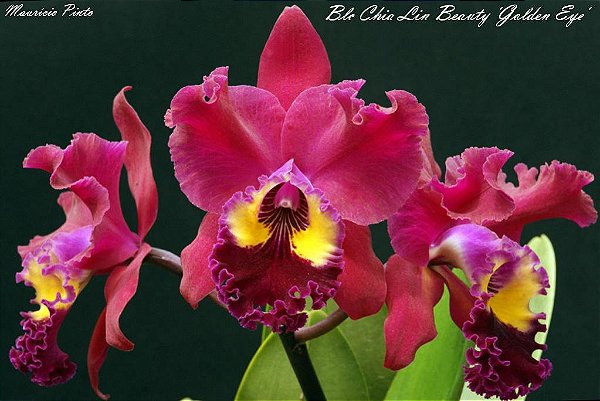 Blc. Chia Lin Beauty 'Golden Eye' - *Black Friday*