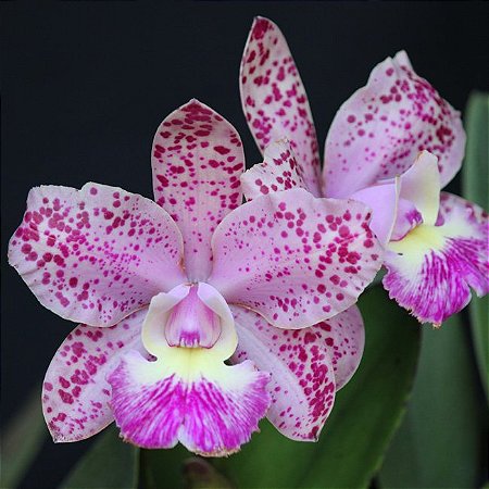 Cattleya Cruzeiro do Sul - *Black Friday*