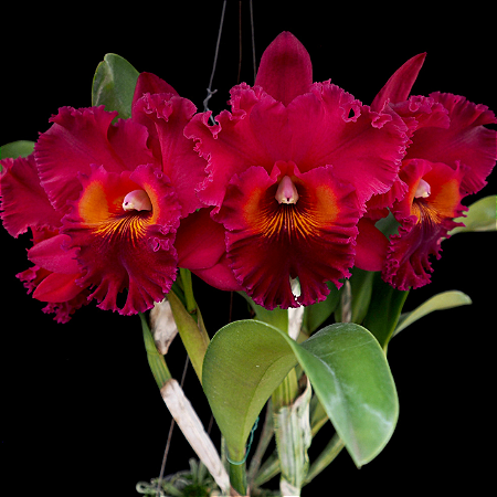 Blc. Subprasert 'Red' - *Black Friday*