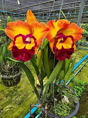 Blc. Bangkok Sunlight- *Black Friday*