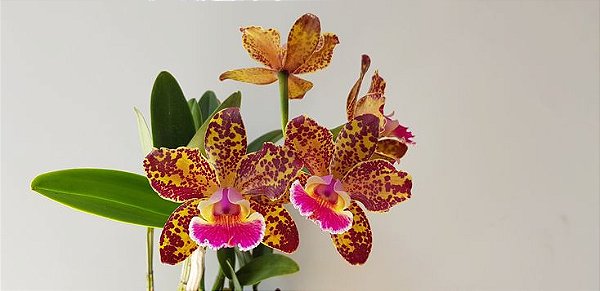 Blc. Durigan 'Aries'- *Black Friday*
