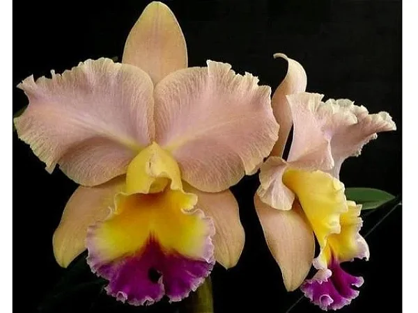 Blc. Goldenzelle 'Saddle Peak'- *Black Friday*