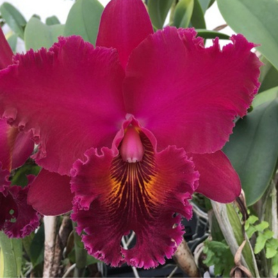 Blc. Chia Lin 'New City' - *Black Friday*