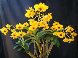 Dendrobium Chrysotoxum - *Black Friday*