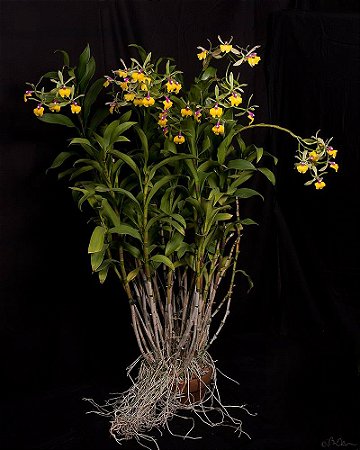 Epc. Rene Marques 'Tyler' AM/AOS 1 - *Black Friday*