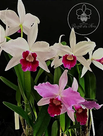 Laelia Purpurata 'Tipo' - *Black Friday*