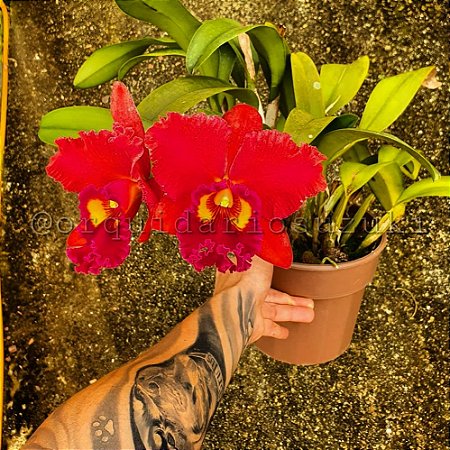 Blc. Mirian Suzuki 'Red' - *Black Friday*